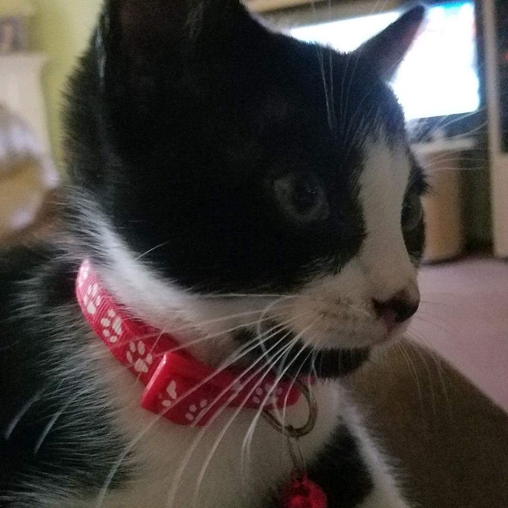 Meet your Posher, Robbie